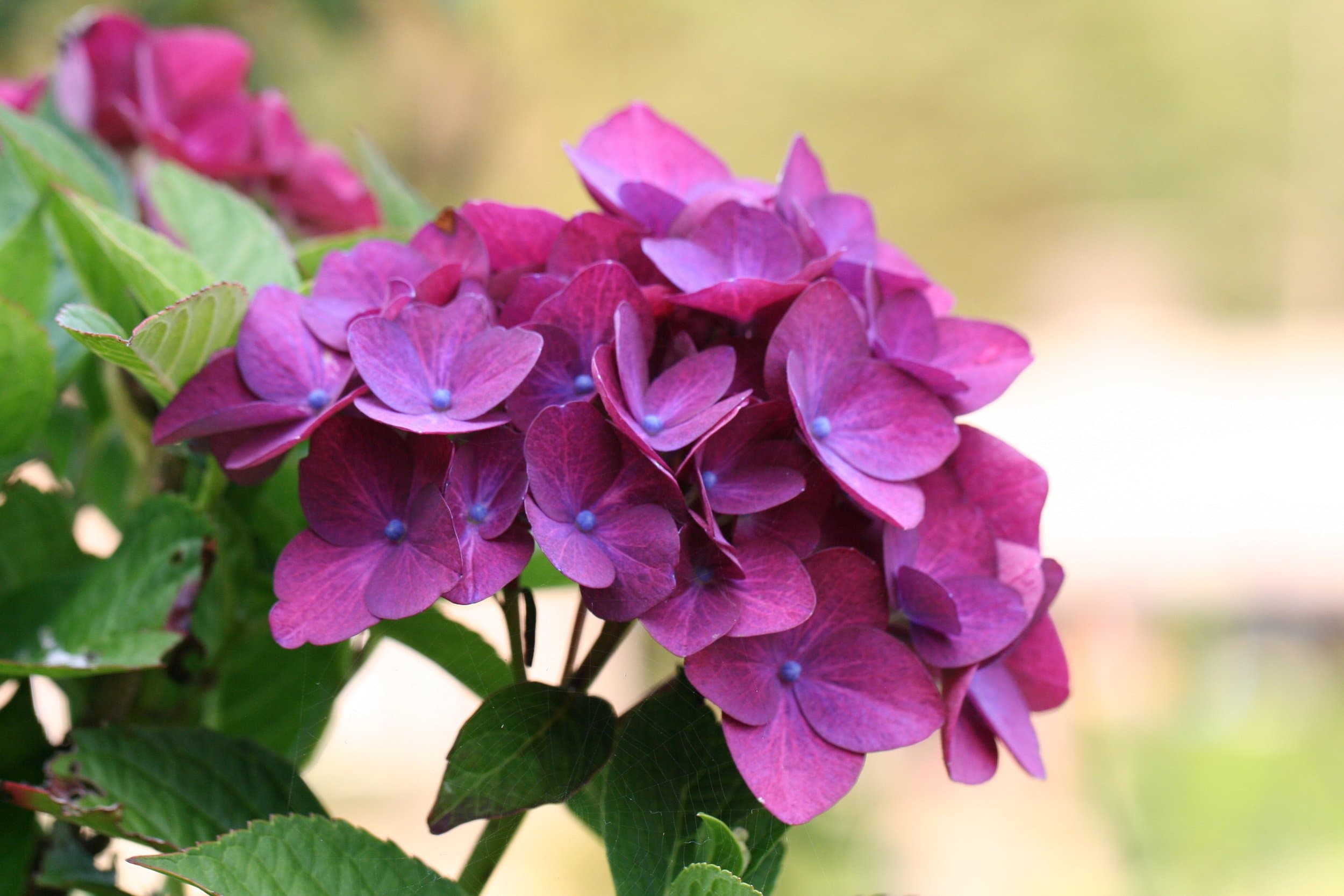 Roberts Matthew Mountains.jpg