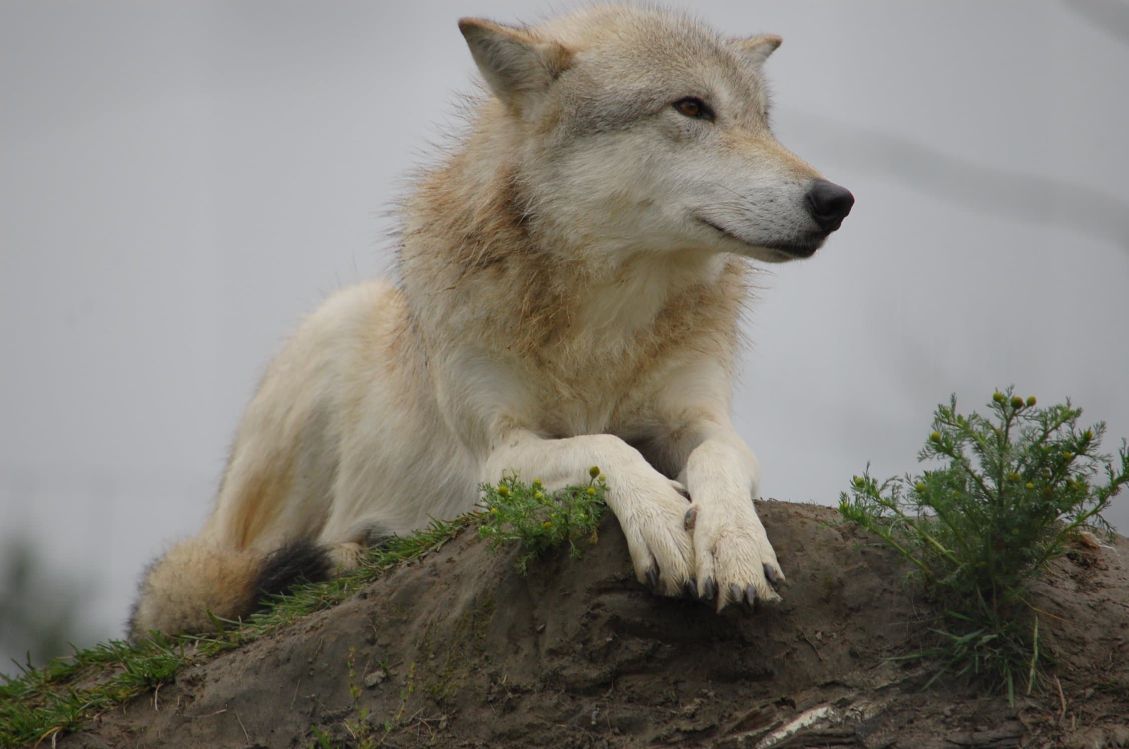 Roberts Matthew Machiavellian.JPG