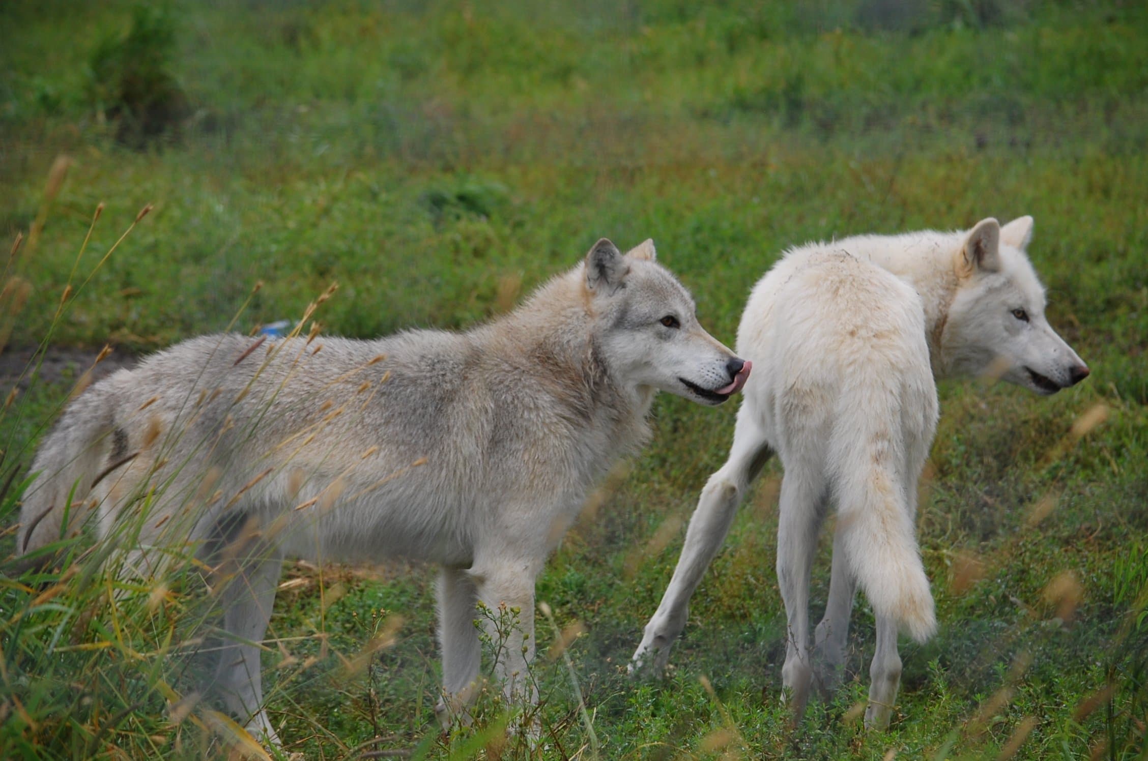 Roberts Matthew Mushies.JPG