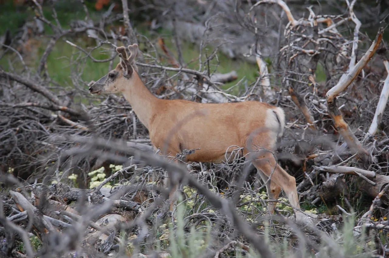 Roberts Matthew So Polite.JPG