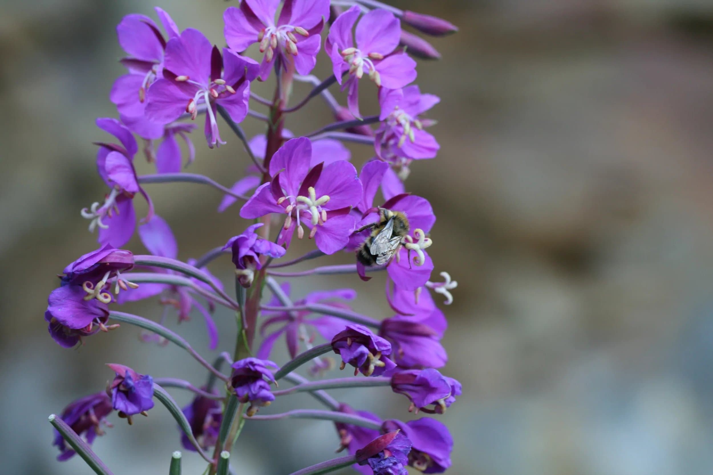 Roberts Matthew Antlers.jpg