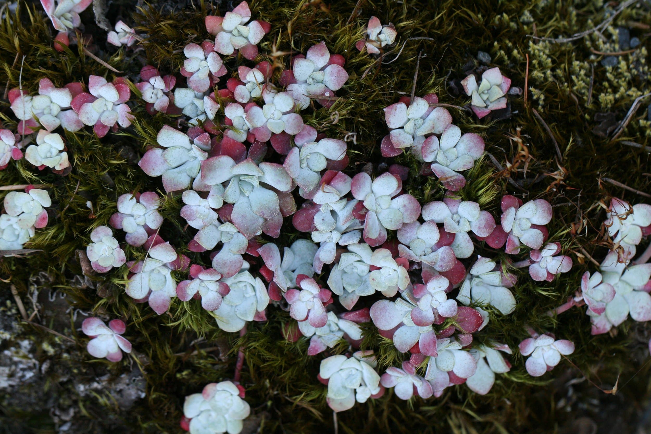 Roberts Matthew Banquet.jpg