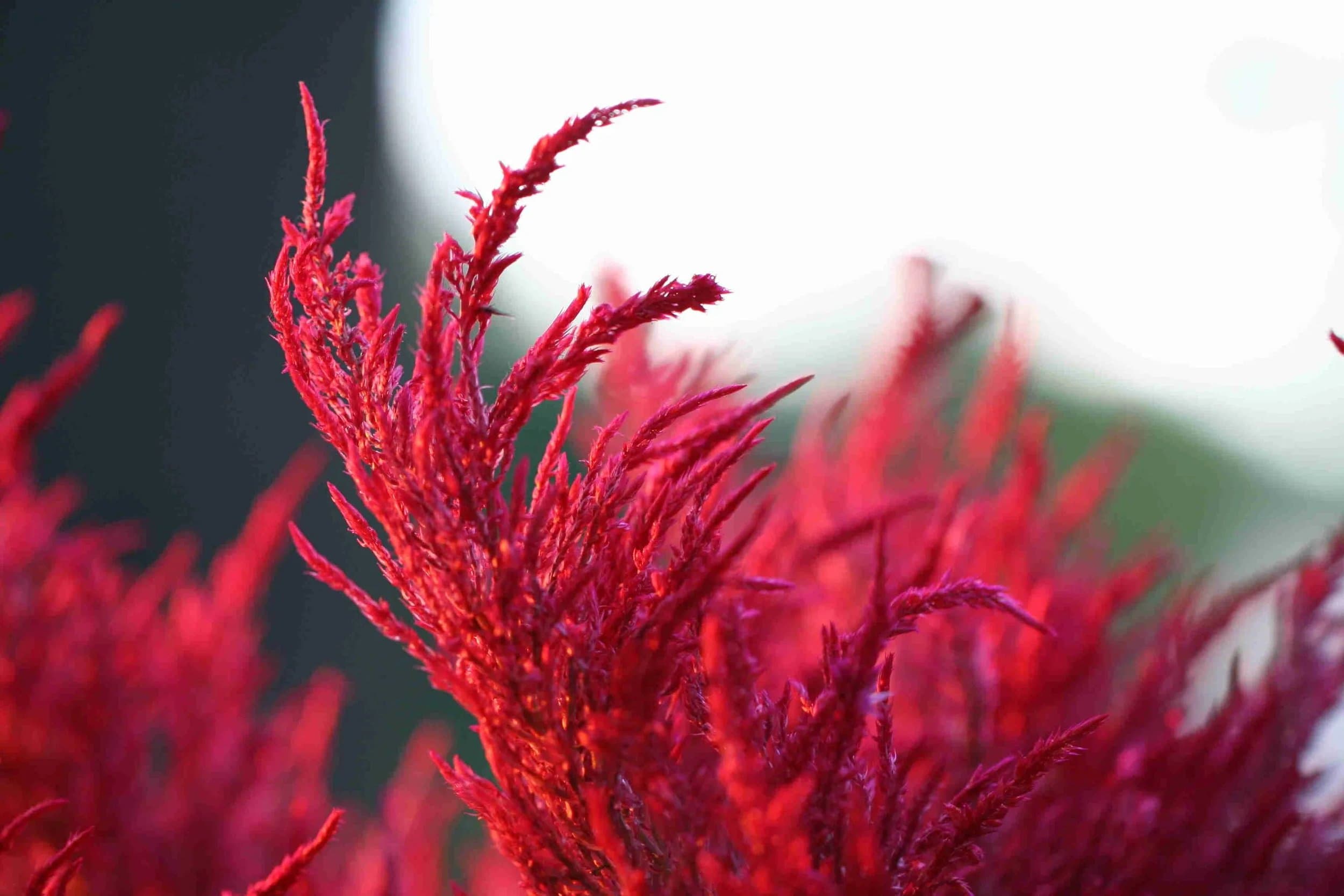 Roberts Matthew Climbing.jpg