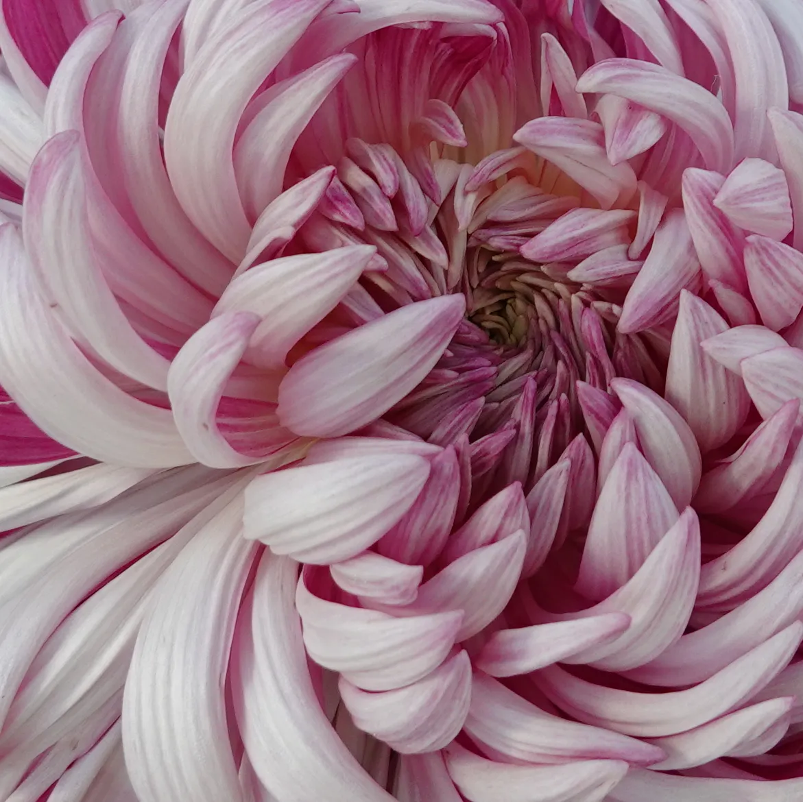 Love Spirals Inward