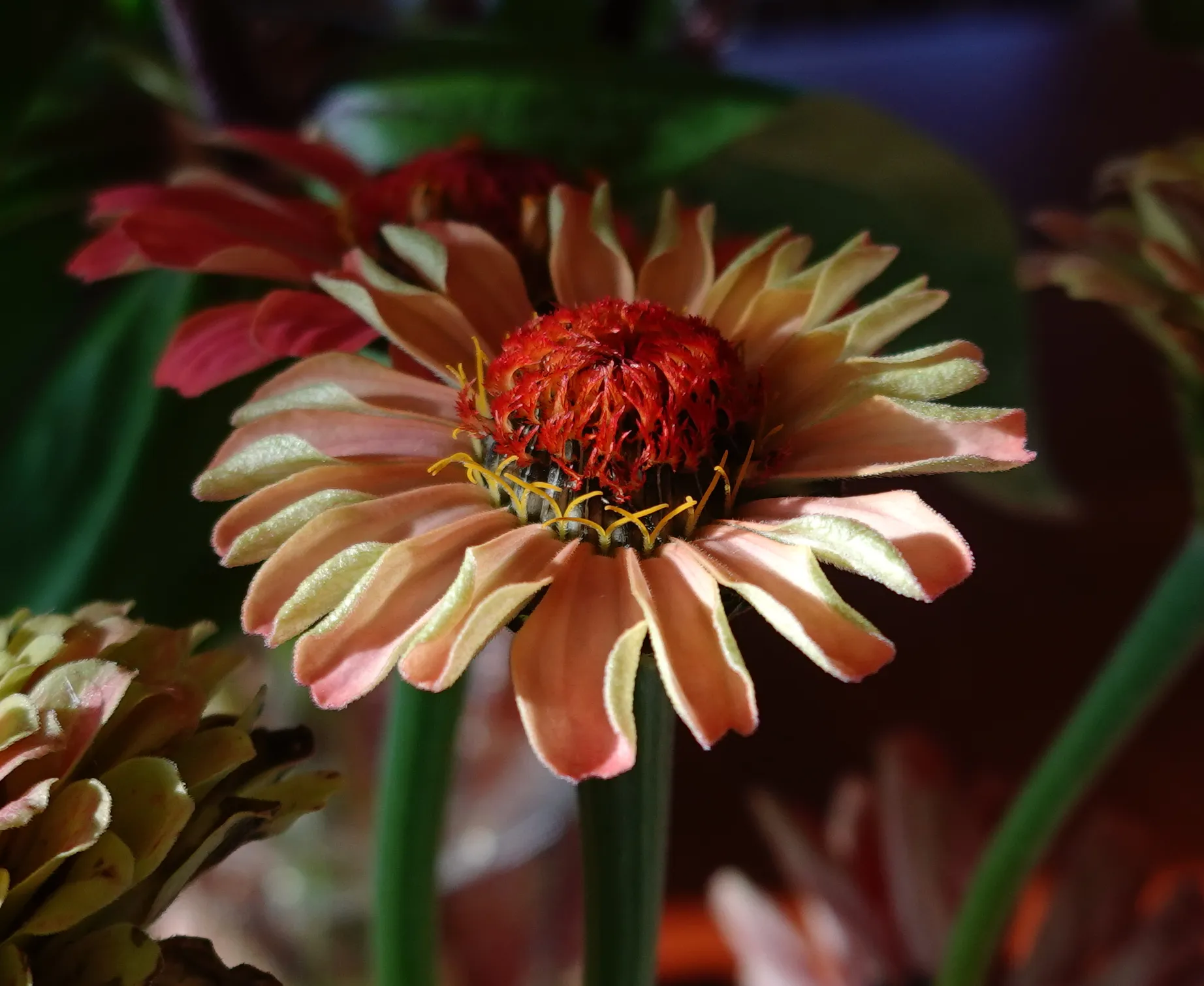 Zinnia Celebration