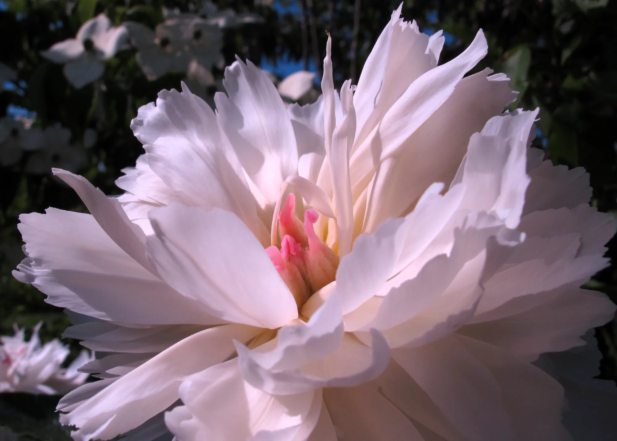 The Heart of a White Peony