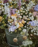 Growing a Cut Flower Garden with Spore and Seed