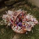 Growing a Dried Flower Garden with Spore and Seed