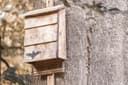 Assemble a Bat House with Tom Parmelee
