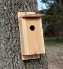 Build a Cedar Picket Eastern Bluebird House with Tom Parmelee