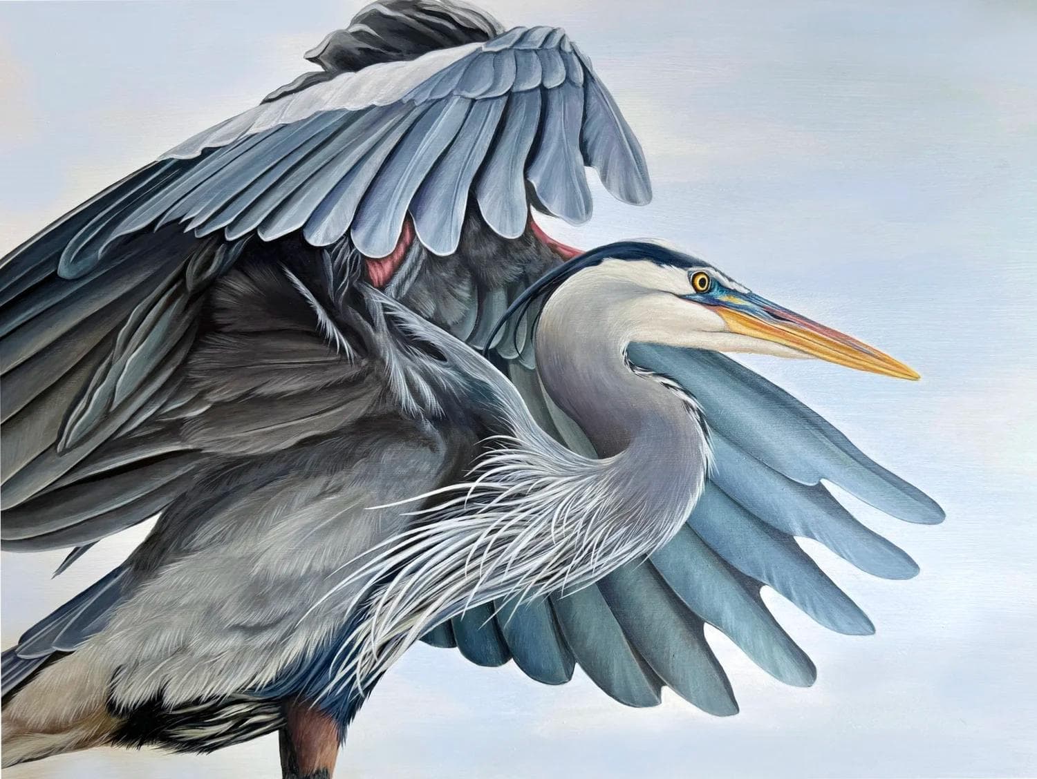 Great Blue Heron Portrait