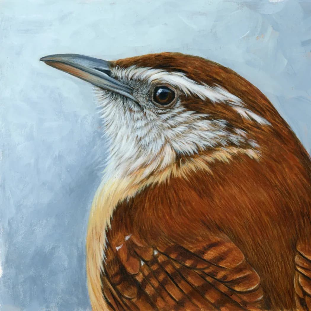 Native Study: Carolina Wren