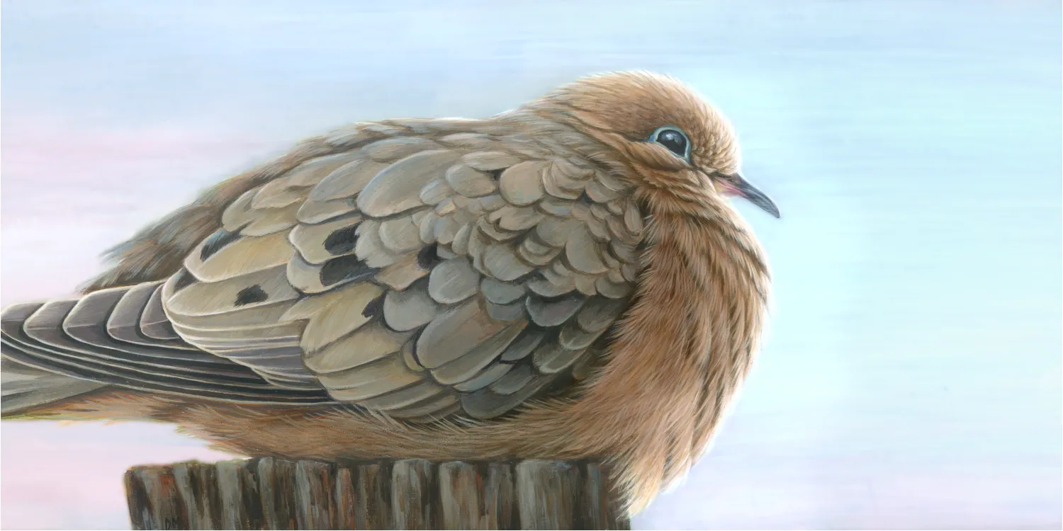 Morning Dove