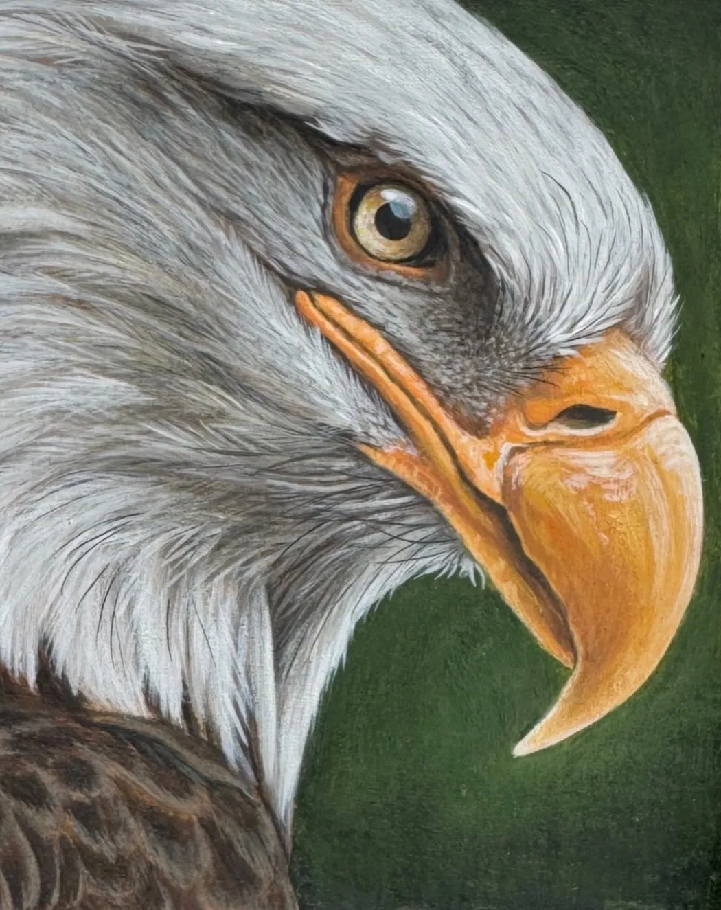 Native Study: Bald Eagle