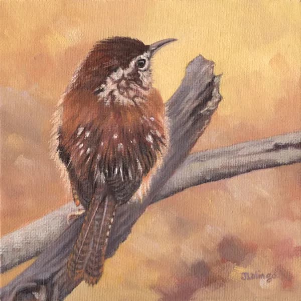 Resident Wren by Judy Lalingo