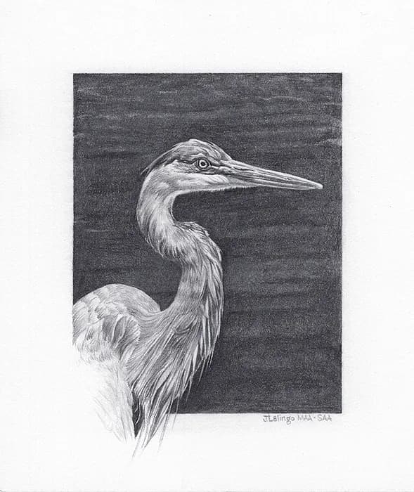 Heron by Judy Lalingo