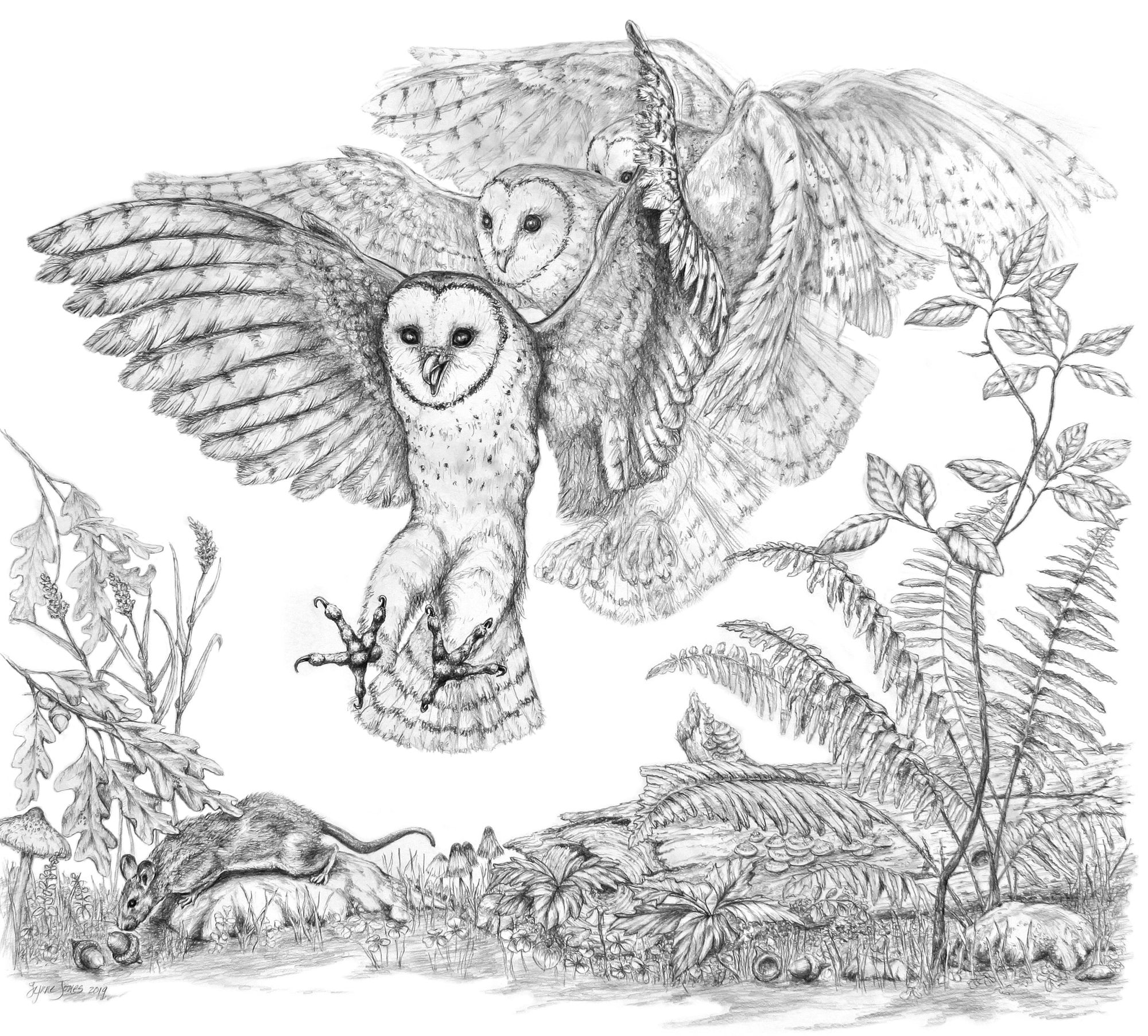 Barn Owl and Rat